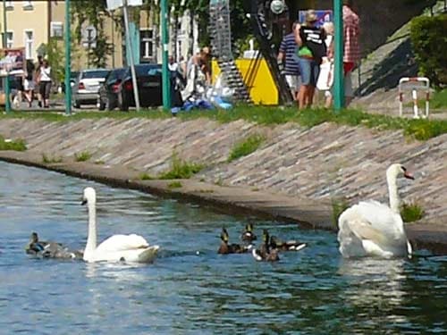 Na zdjęciu dorosłe łabędzie z młodymi płyną w kanale.
