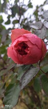 Nierozwinięty kwiat czerwonej róży