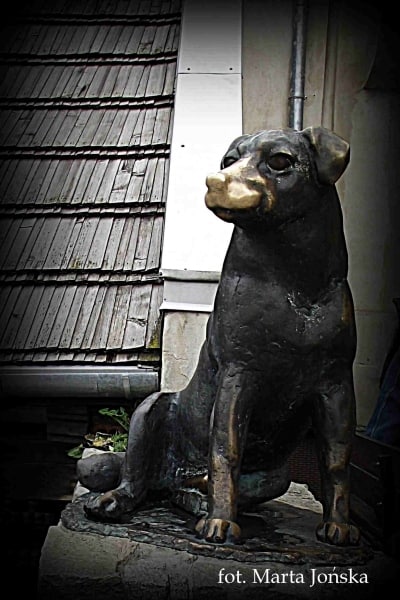 Pomnik psa z wypolerowanym pyskiem