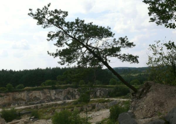 Drzewo rosną skośnie nad przepaścią korzebniami uczepione piaskowej skały.