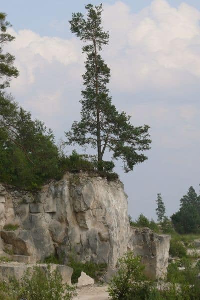 Drzewo rosną strzeliście do góry na skraju skały.