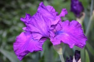 Irys purpurowy