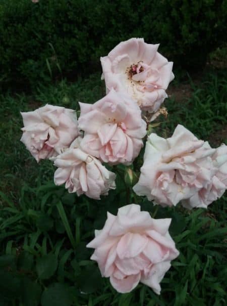 Dużo białych kwiatów róży