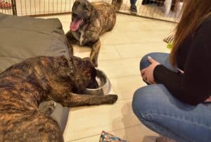 W kojcu dla psów są dwa duże psy. Oba leżą a jeden z nich trzyma psyk w misce. Po prawej stronie kuca kobieta, która jest ucięta w obiektywie.