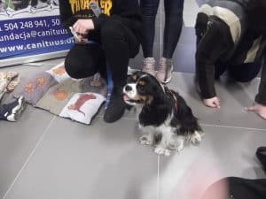 Pies siedzący na podłodze a w tle osoby klęczące lub stojące na podłodze. Po lewej stronie kocyk patchworkowy z wyszywanymi psimi łapkami, grafiką jamnika i orderem.