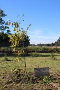 Świeżo posadzone młode drzewko a obok wbita w ziemię tabliczka drewniana z wygrawerowanym napisem DĄB MARIA. MAJ 2022. MLZ