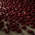 Duża ilość lśniących, czerwonych, fajansowych figurek skarabeuszy, umieszczonych na ścianie, stworzonych podczas wakacyjnych warsztatów zorganizowanych przez Muzeum na dziedzińcu Zamku Lubelskiego