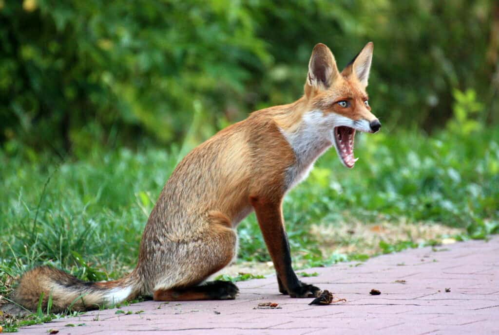 Lis; fot. Jerzy Liniewicz