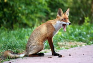 Lis; fot. Jerzy Liniewicz