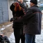 Młody mężczyzna głaszcze odwróconego do niego tyłem kolorowego koguta po łebku, który siedzi na ramieniu drugiego mężczyzny. W tle widać garaż oraz trochę śniegu na ziemi.