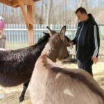 Kobieta częściowo uchwycona w kadrze i mężczyzna stoją na ziemi pokrytej słomą i są w pobliżu osłów. Mężczyzna karmi jednego z osłów. W tle widać drewnianą konstrukcję służącą do schronienia zwierząt oraz ogrodzenie oddzielające to miejsce od innej części, gdzie widoczne są gołe drzewa.