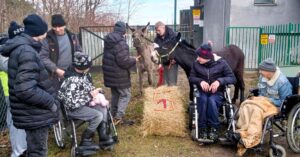 Grupa osób, w tym trzy siedzące na wózkach inwalidzkich oraz dwa osły - jeden o ciemnym umaszczeniu, a drugi jaśniejszy. Pomiędzy osobami na wózkach znajduje się stóg siana, na którym ułożone są marchewki w kształcie cyfry 5. W tle widać budynek, ogrodzenie zielonego koloru oraz drzewa bez liści