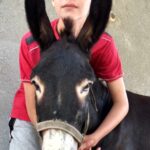 Chłopiec w czerwonej koszulce i szarych spodenkach obejmuje szyję czarnego osła