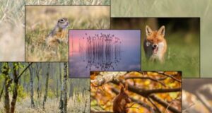 Kolaż zawierający ujęcia dzikiej przyrody.