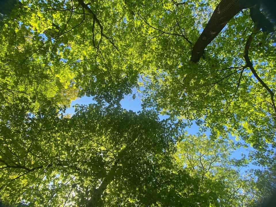Widok w górę na baldachim zielonych liści i gałęzi, z plamkami niebieskiego nieba widocznymi przez szczeliny.