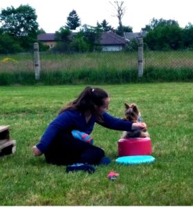 Kinga Stadnik w trakcie szkolenia Tiny - suczki rasy yorkshire terrie; wokół soczysta zieleń trawy; w tle ogrodzenie a zanim dachy zabudowań wśród wysokiej trawy i drzew