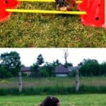 York Tina w trakcie pokonywania toru przeszkód i zajęć na torze