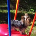 Tina, suczka rasy yorkshire terrier stojąca na piłce treningowej