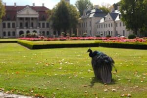 W prawym dolnym rogu paw stojący bokiem do obiektywu na trawie usianej gdzieniegdzie żółtymi liśćmi. W połowie kadru niskie klomby i linia różowych kwiatów. W tle zespół pałacowy