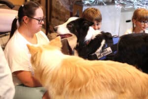 Dziewczyna w okularach siedzi na podłodze i wpatruje się w psa terapeutę rasy border collie, obok stoi drugi puszysty, jasny pies i patrzy na nią.