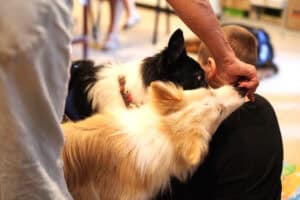 Dłoń podaje smakołyk dwóm psom rasy border collie. Obok siedzi chłopiec.